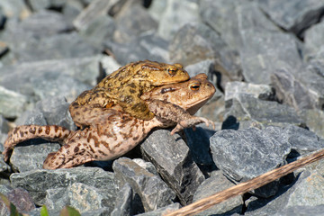 Common toads (Bufo bufo) in amplexus climbing over crushed stones