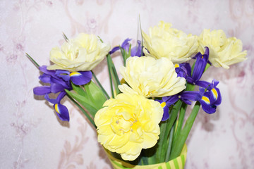 Bouquet of fluffy light yellow tulips (Tulipa hybrida) and purple irises on a pink background