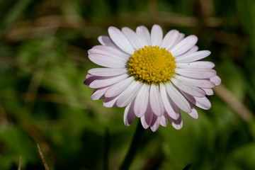 Obraz premium Daisy - detail