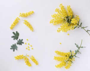 室内のミモザの花びら、白背景