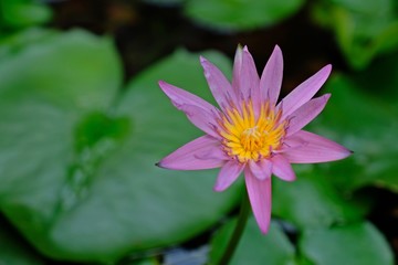 Beautiful pink lotus flowers or water lily blossom with green leaves background.