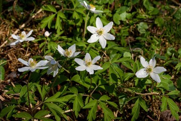 Anemone gamekeeper - detail