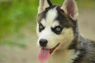 blue-eyed puppy husky