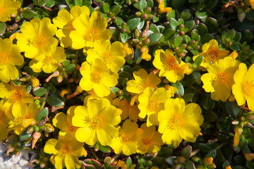 Common purslane (Portulaca oleracea) yellow flowers