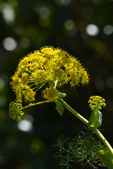 Close-up of a Giant Fennel Flower Head, Nature, Macro