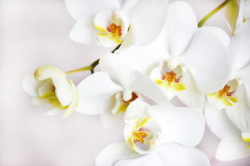 Naklejka na ściany i meble Many white orchids flowers on a gentle pink background on selective focus.
