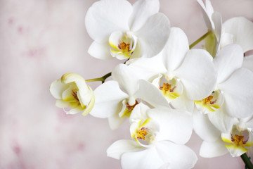 Fototapeta na wymiar Many white orchids flowers with copy space on a gentle pink background on selective focus.