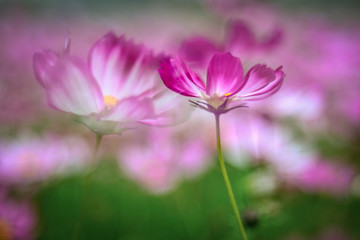 Fototapeta premium Pink flower