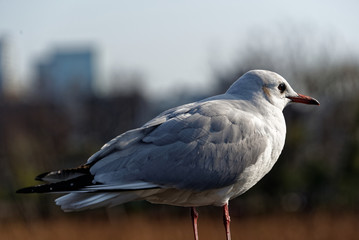 Seagull in the middle of a pond.