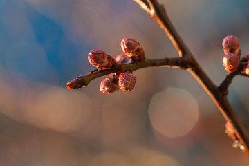 Swollen, unopened flower buds of apricot. Spring changes in plant life. After the rain.