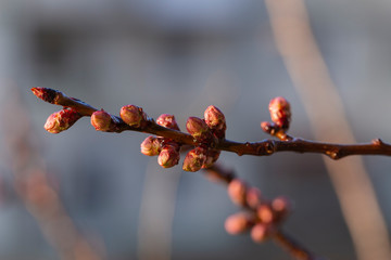 Swollen, unopened flower buds of apricot. Spring changes in plant life. After the rain.