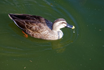 Indian spot-billed duck