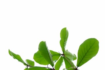 Indian almond tree with branches leaves on white isolated background for green foliage backdrop 