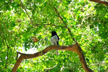 Asian bird sitting on the tree trunk at the park with sun light and green nature background 
