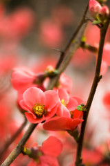 Beautiful red spring blossom flowers on branch of a small bush. Shallow depth of field.