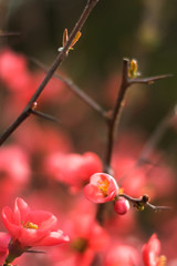 Beautiful red spring blossom flowers on branch of a small bush. Dark background and a shallow depth of field.