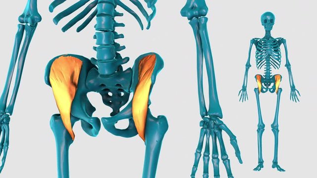 Iliacus-on a white background-3D HUMAN MUSCLE ATLAS