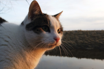 Domestic cat outdoors. Head close up.