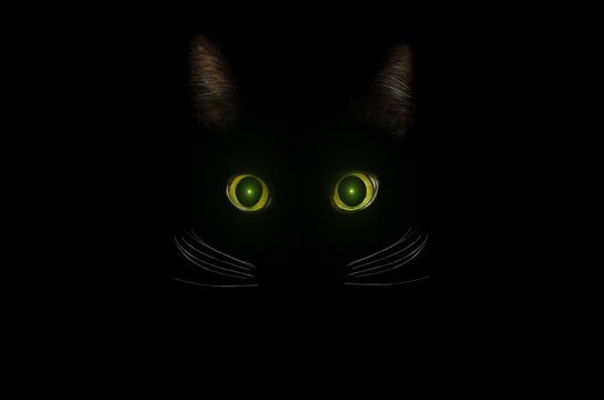 Black Cat Concept, Dark Mysterious Style. Glowing Yellow Green Cat Eyes In The Dark Night. Beautiful Animal Portrait. Domestic Pet Concept.