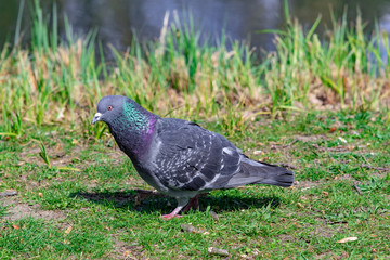pigeon on grass