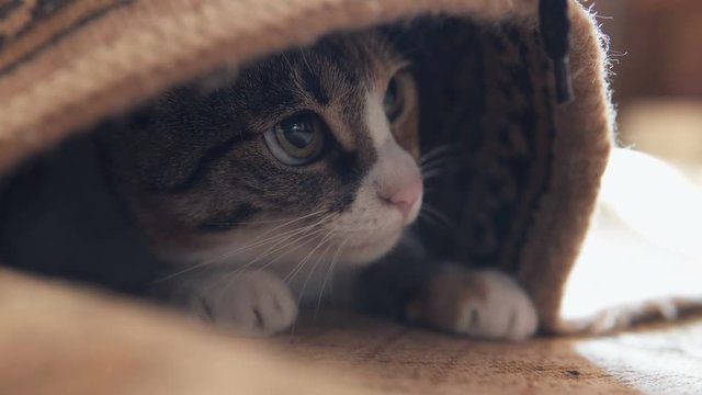 Cat under the carpet is played