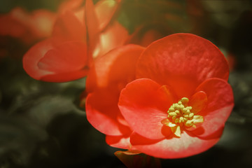 Beautiful big red flower and sunlight on dark backgroud