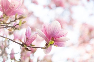 Fototapeta na wymiar Spring floral background with magnolia flowers