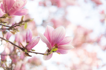 Beautiful light pink magnolia flower in soft light. Bottom view