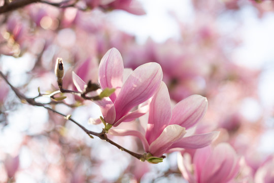 Blooming branch of magnolia tree in spring time. Close up © Olha Sydorenko