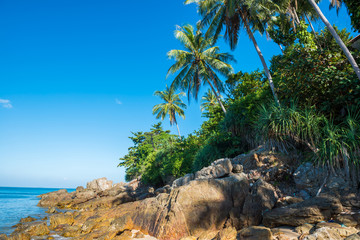 Obraz na płótnie Canvas Tropical beach with rocks, palm trees, blue sea and white sand