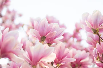 Fototapeten Magnolie Frühlingsblumenhintergrund. Schöne hellrosa Magnolienblüten in weichem Licht. Untersicht  © Olha Sydorenko