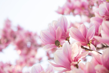 Obraz na płótnie Canvas Magnolia flowers spring blossom background. Selective focus
