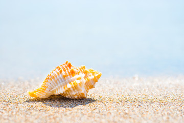 Obraz na płótnie Canvas Macro shot of beautiful shell at sand beach at sea. Can be used as summer vacation background