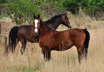 Fototapeta premium Pferd