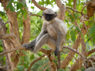 Monkey langur