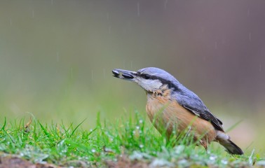 Eurasian nuthatch with two pipes in the beak.