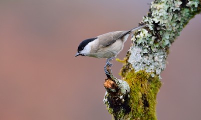 Marsh tit perched on a branch