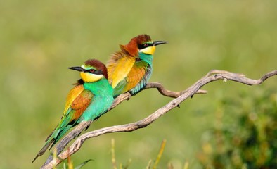 Couple of bee-eaters on leafless branch
