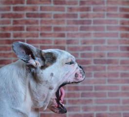 Portrait of old French bulldog yawning,