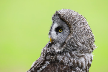 A close up portrait of the face of a Great Grey Owl (Strix nebulosa)