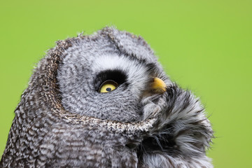A close up portrait of the face of a Great Grey Owl (Strix nebulosa)