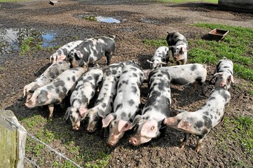Schweine