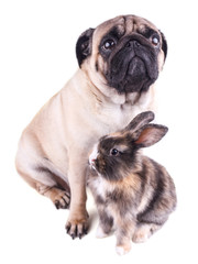 Dog pug and tricolor rabbit on white background