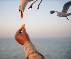 Tourists from the ship feed the seagulls