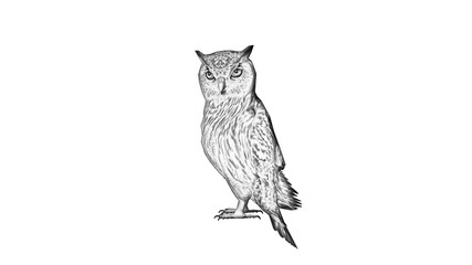 Owl - Pencil drawing - isolated on white background