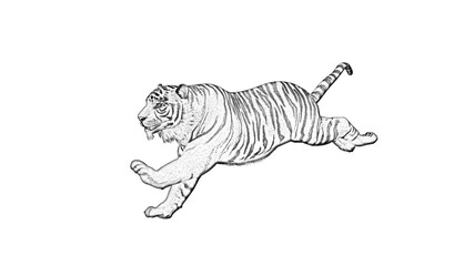 Tiger - Pencil drawing - isolated on white background