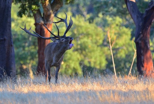 A adult red deer stag.