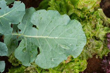 Green leaf Cauliflower in farm on blurred salad background,