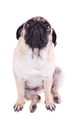 Sad dog pug sits and looking up. Isolated