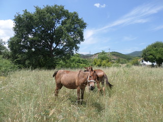 Donkey in the mountains